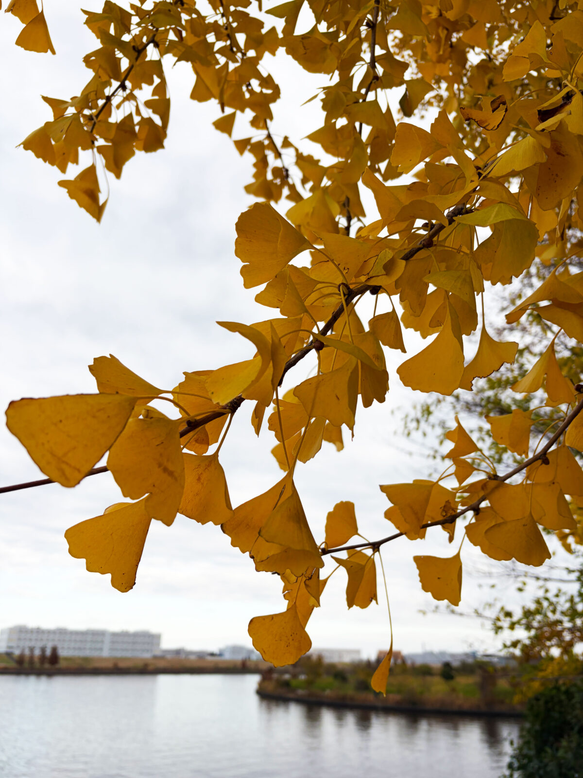 中之島 大イチョウ