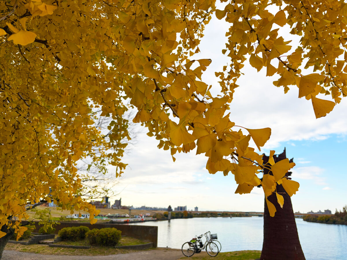 中之島 大イチョウ