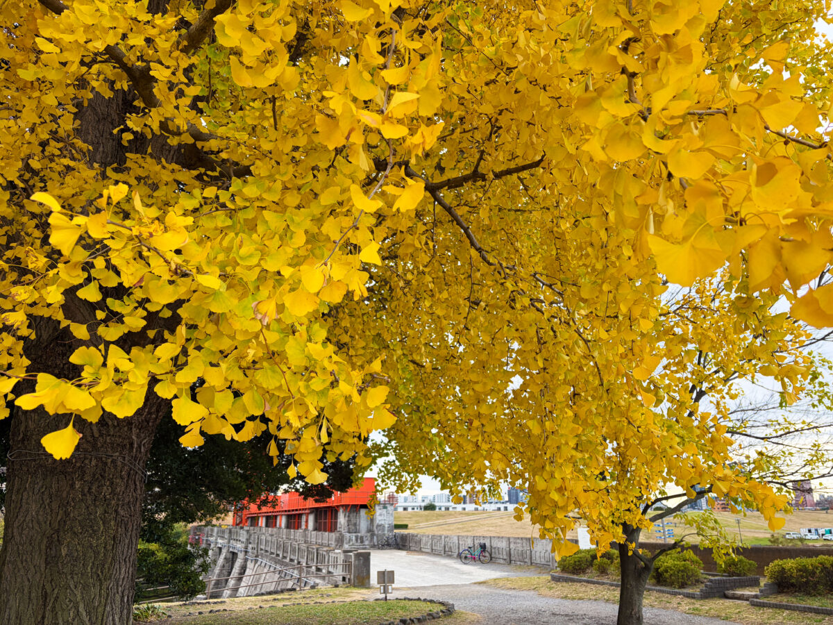 中之島 大イチョウ