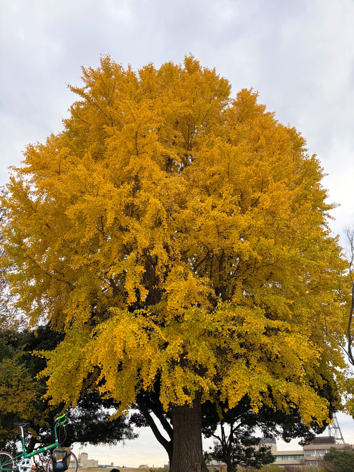中之島 大イチョウ