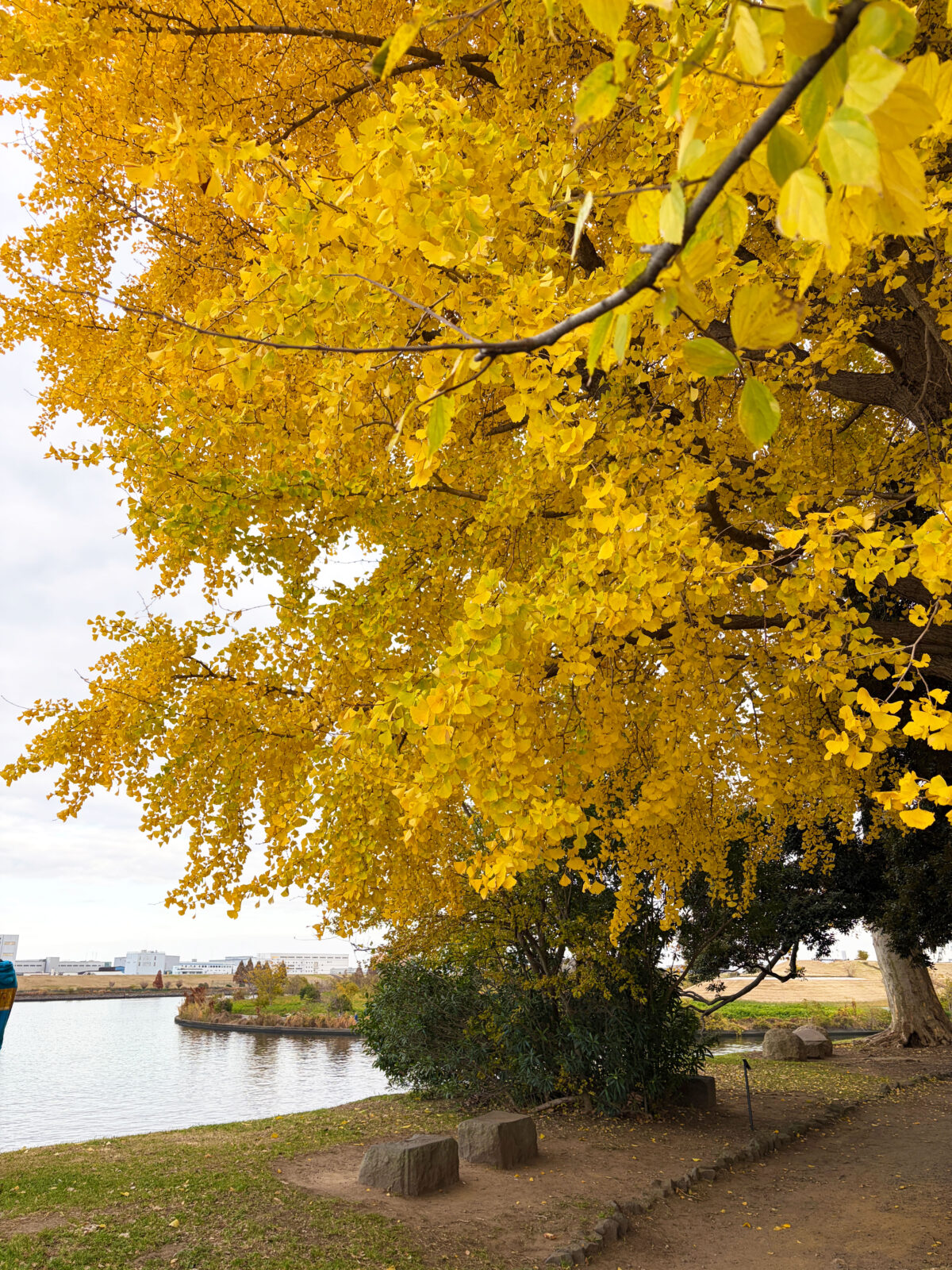 中之島 大イチョウ