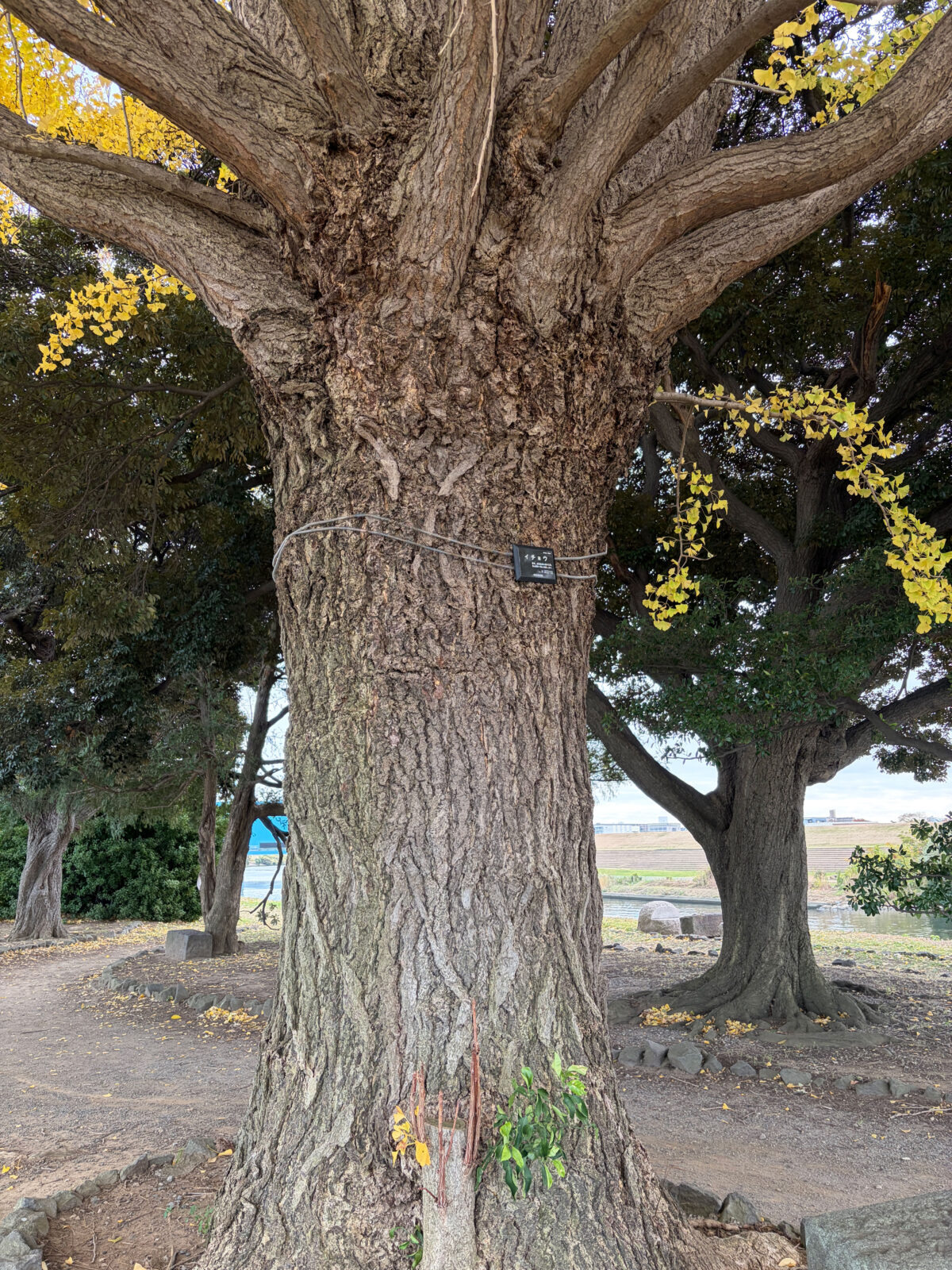 中之島 大イチョウ