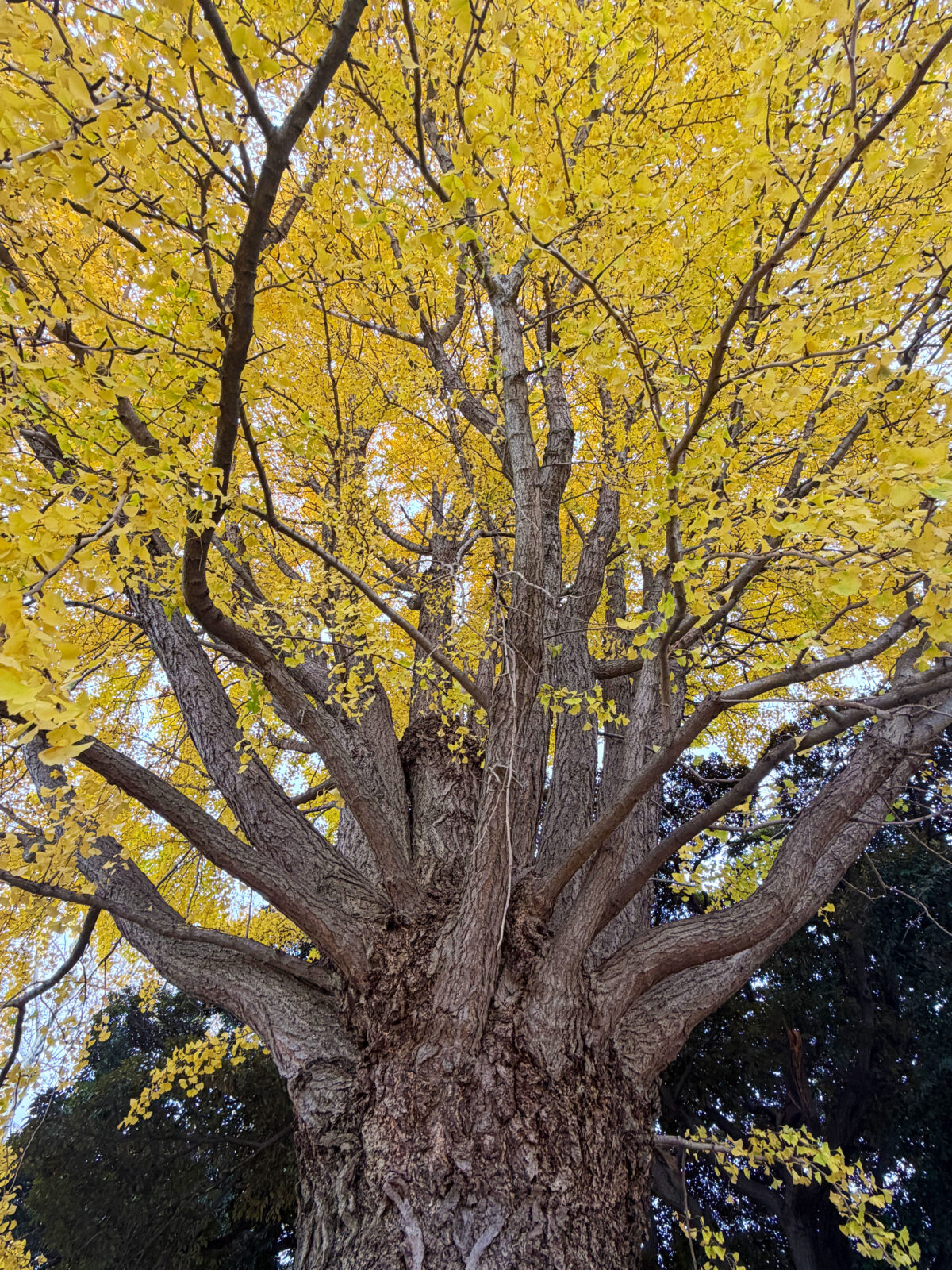 中之島 大イチョウ