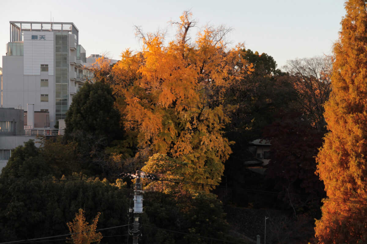 王子神社 大イチョウ 黄葉 2025