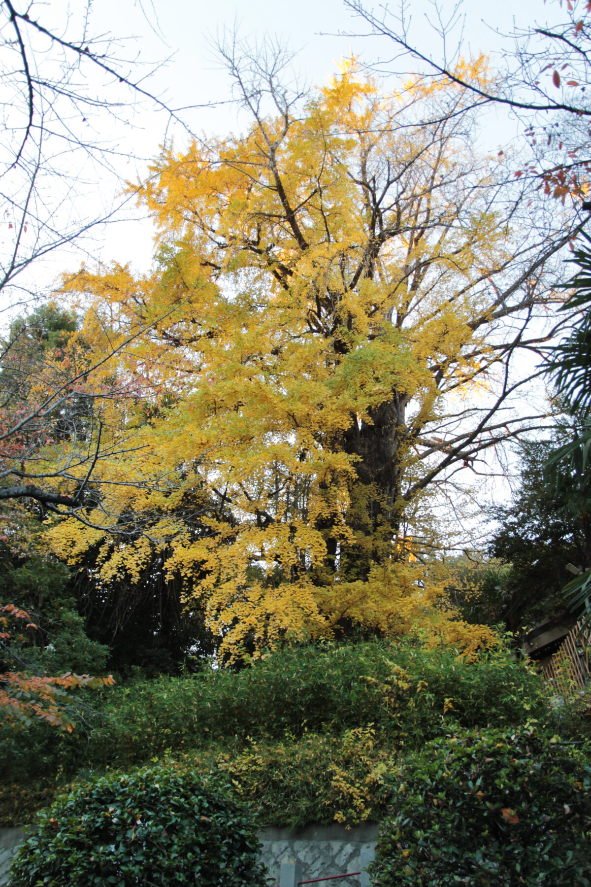 王子神社 大イチョウ 黄葉 2025