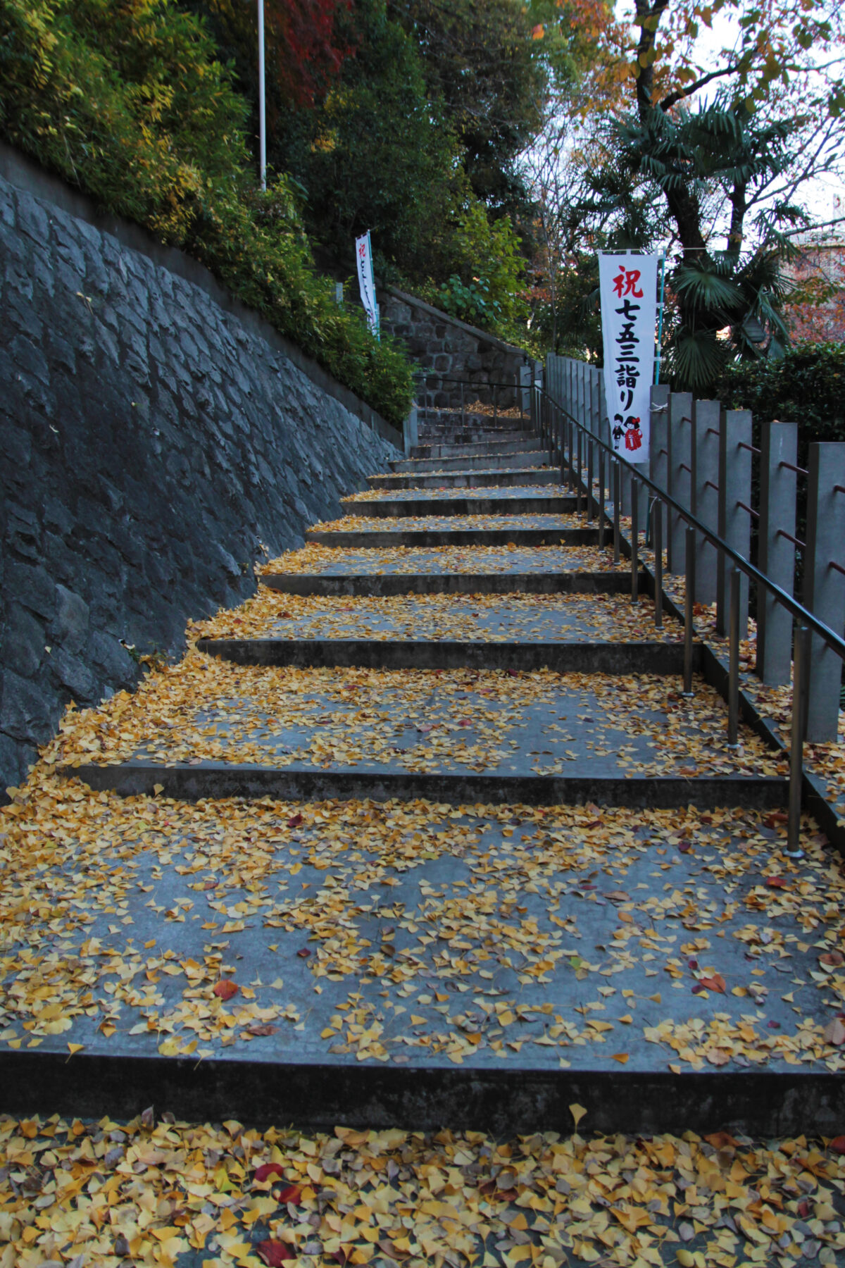 王子神社 大イチョウ 黄葉 2025