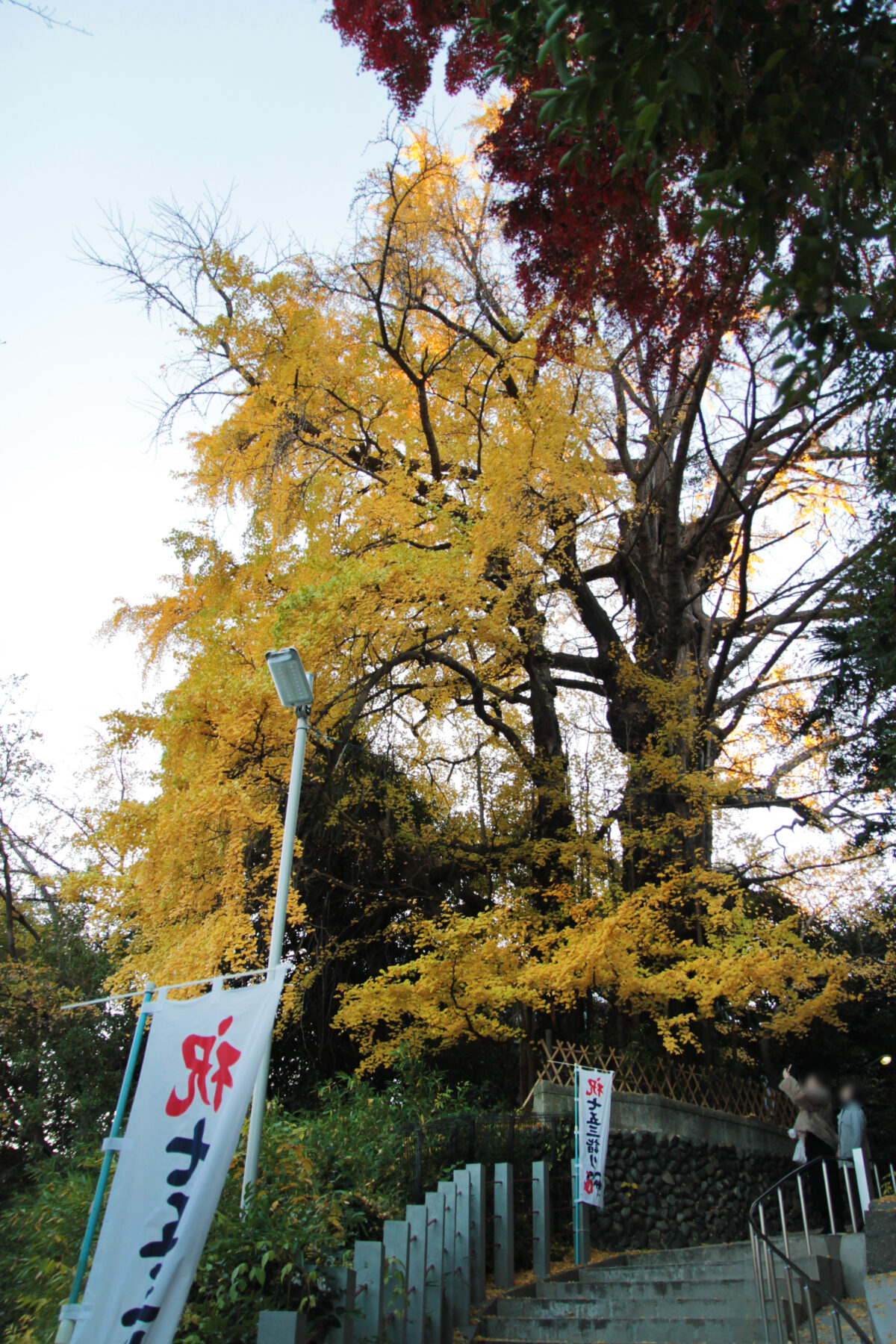 王子神社 大イチョウ 黄葉 2025