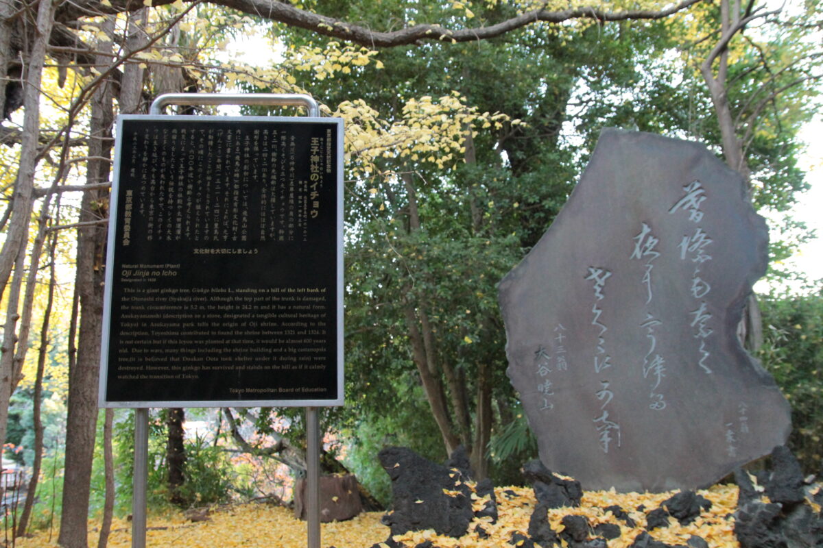 王子神社 大イチョウ 黄葉 2025