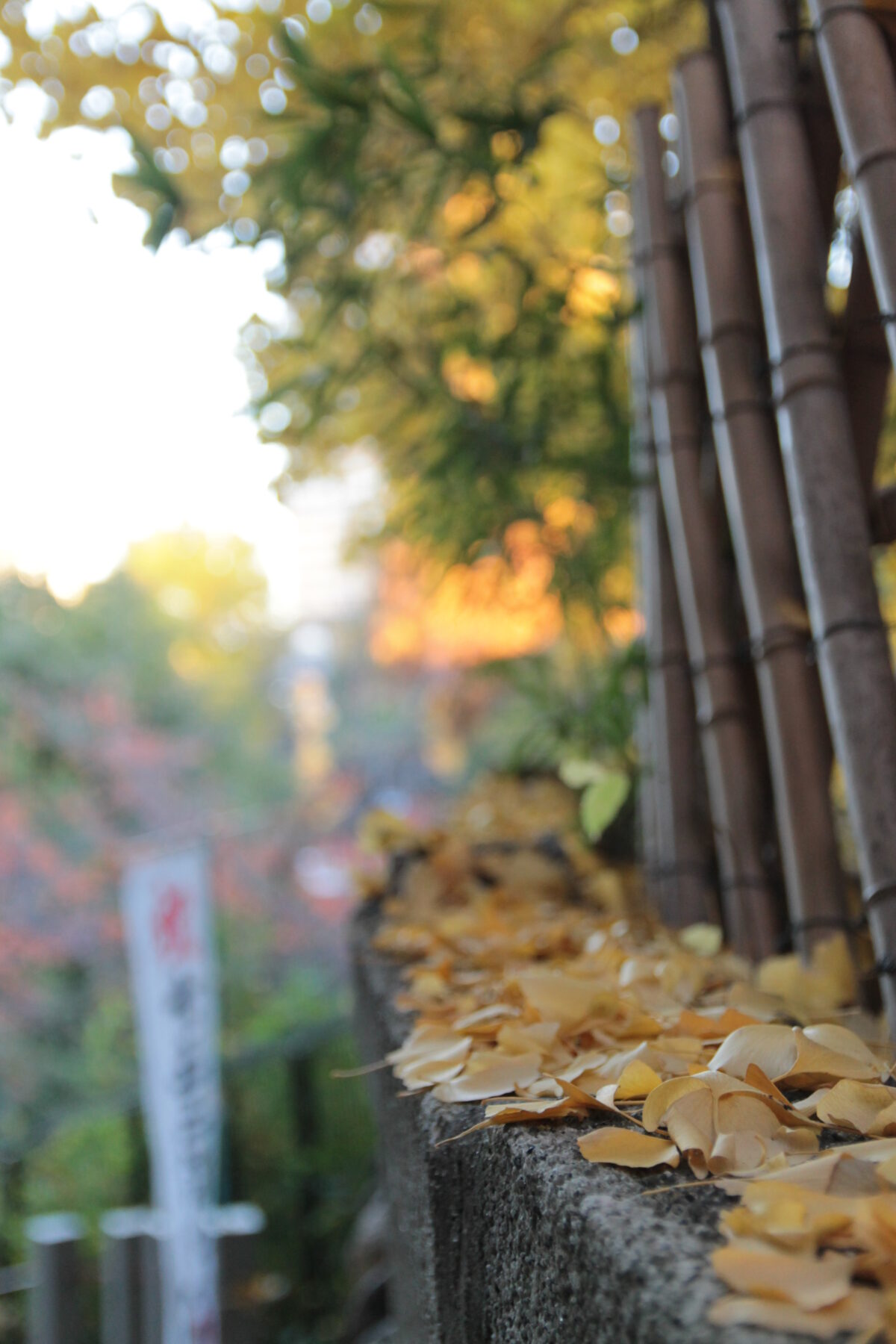 王子神社 大イチョウ 黄葉 2025