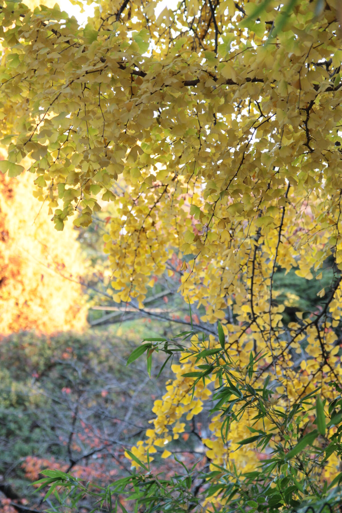 王子神社 大イチョウ 黄葉 2025