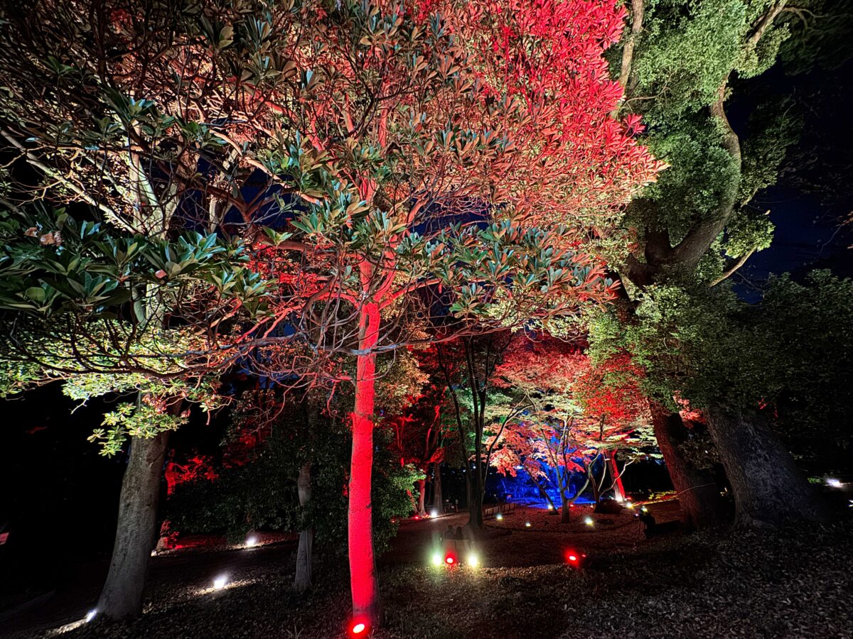 飛鳥山秋の紅葉ライトアップ〜ひかりに染まる秋夜〜