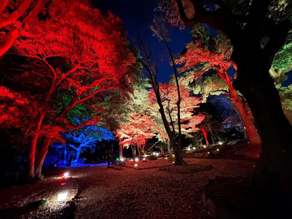 飛鳥山秋の紅葉ライトアップ〜ひかりに染まる秋夜〜