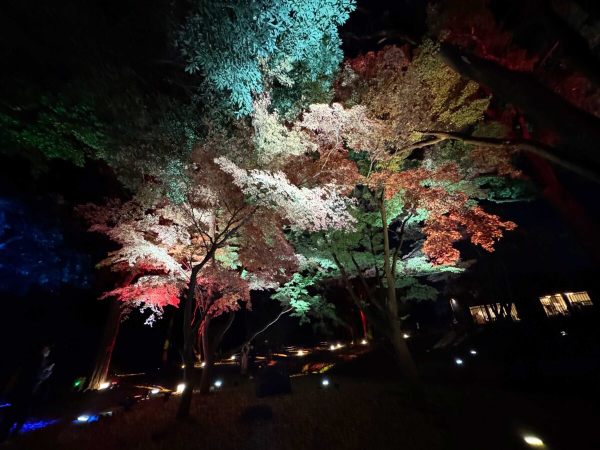飛鳥山秋の紅葉ライトアップ〜ひかりに染まる秋夜〜