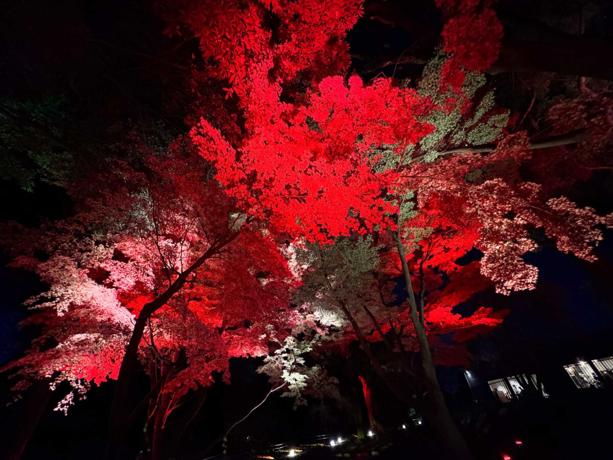 飛鳥山秋の紅葉ライトアップ〜ひかりに染まる秋夜〜