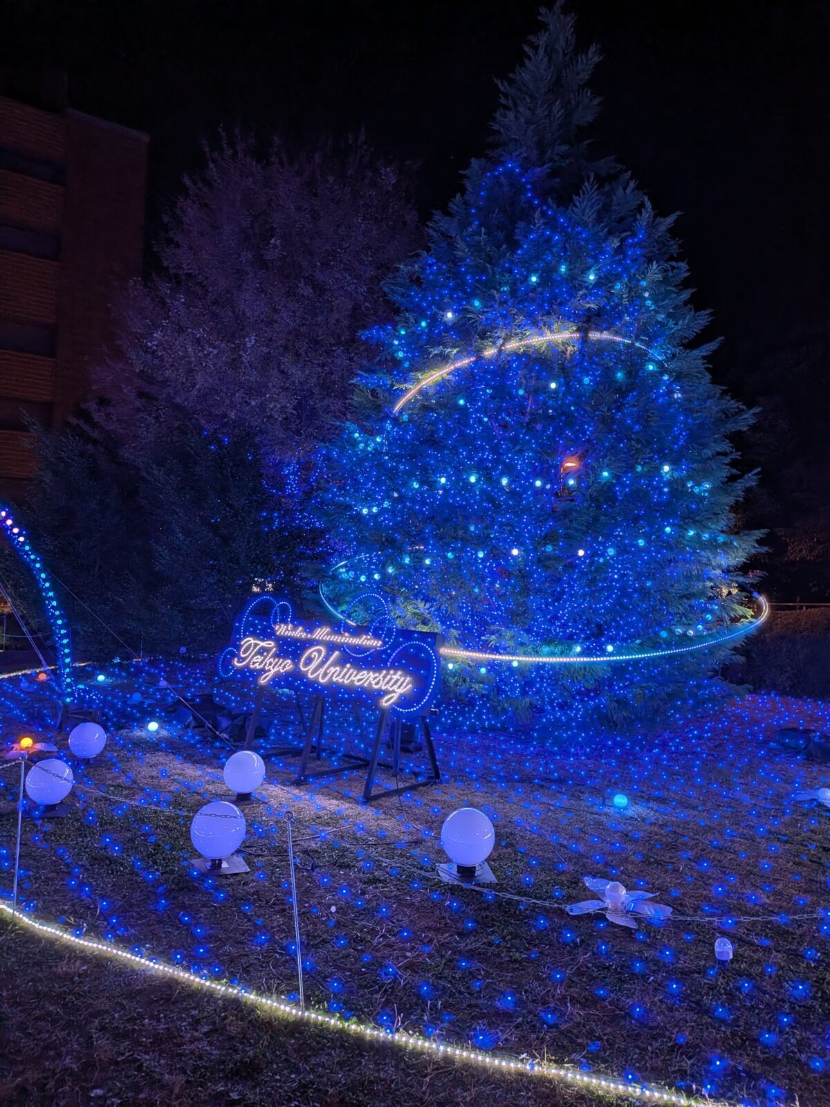 帝京大学 板橋キャンパス イルミネーション