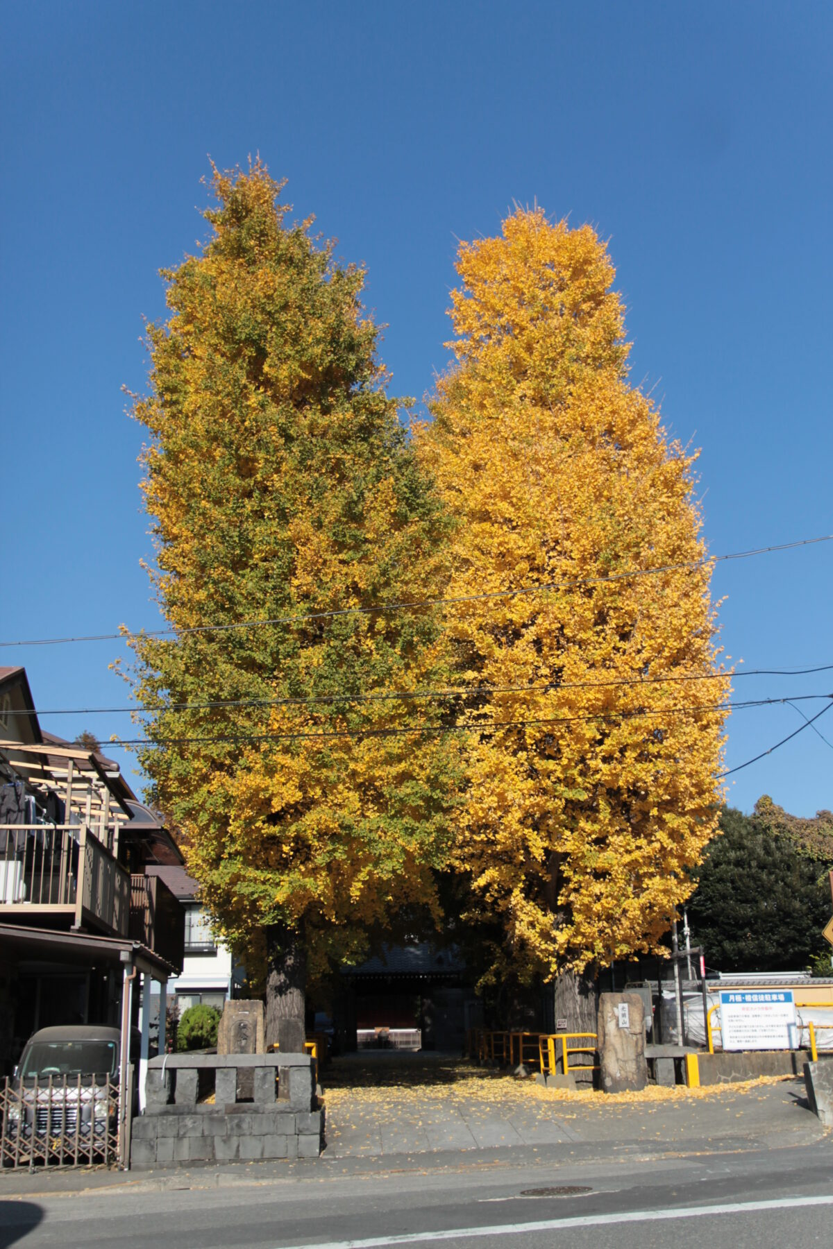 円勝寺 イチョウ