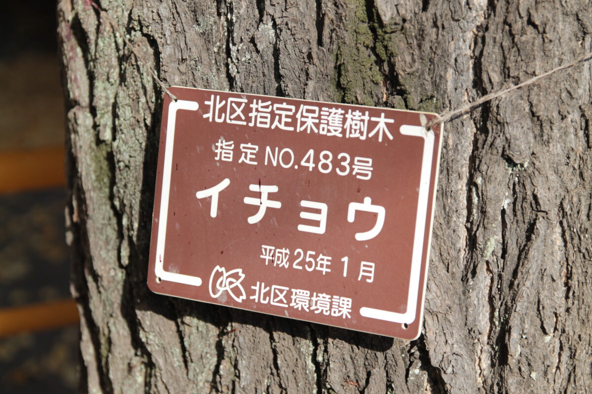 円勝寺 イチョウ