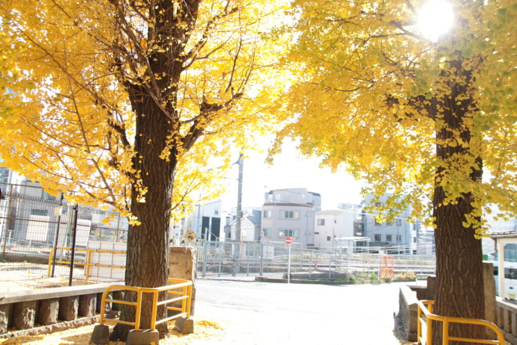 円勝寺 イチョウ