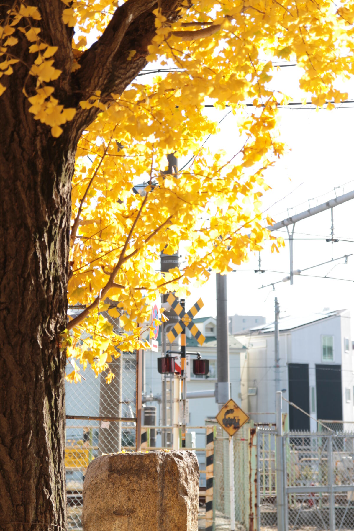 円勝寺 イチョウ