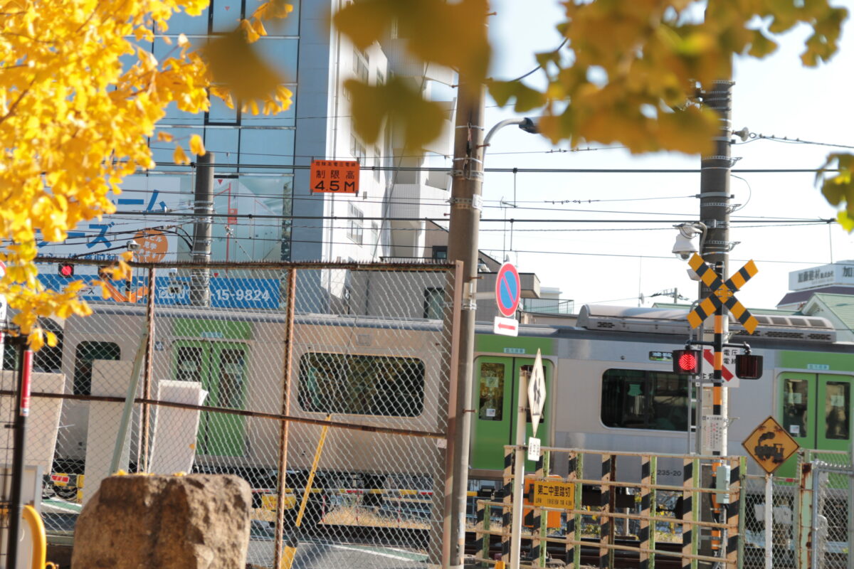 円勝寺 イチョウ