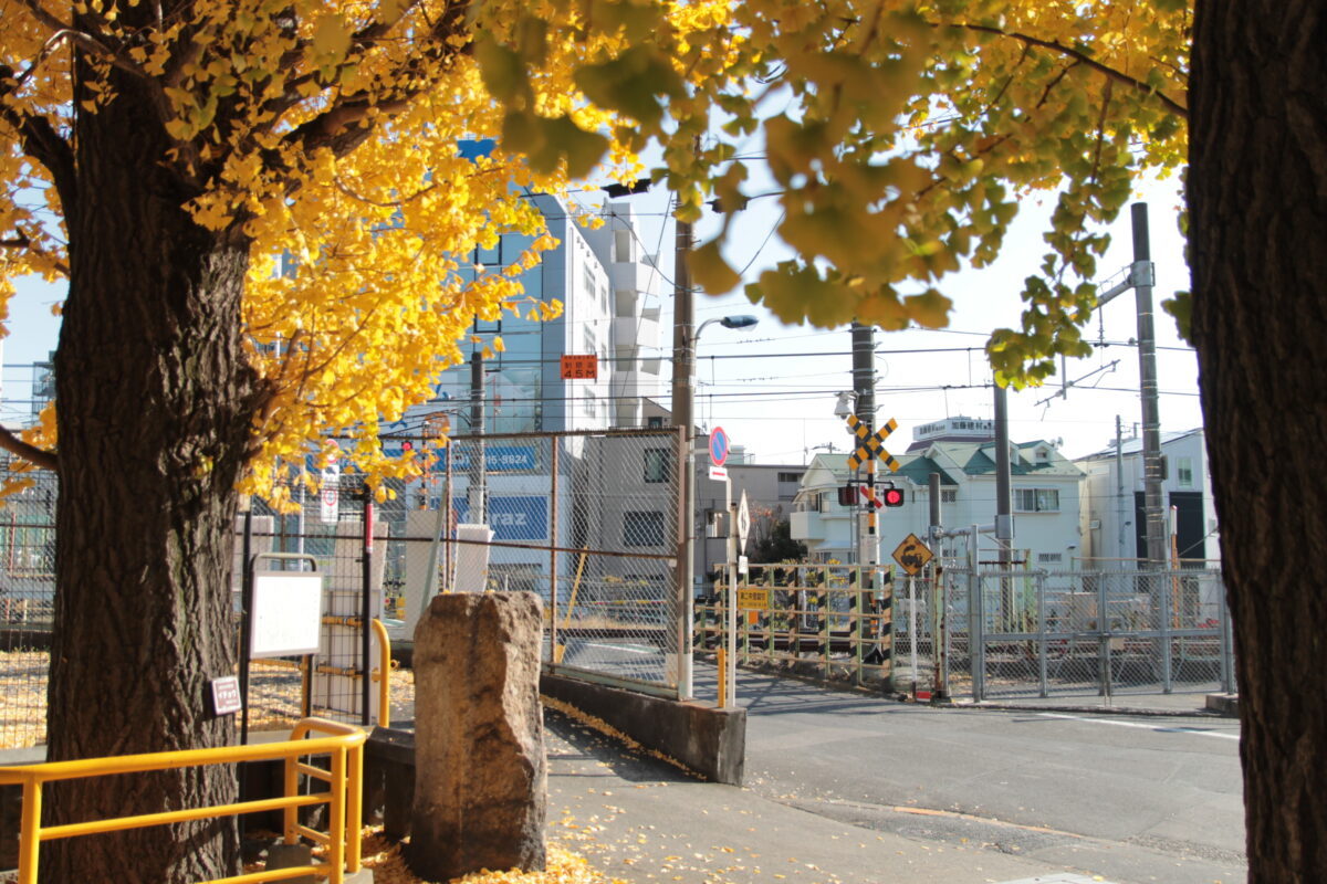 円勝寺 イチョウ