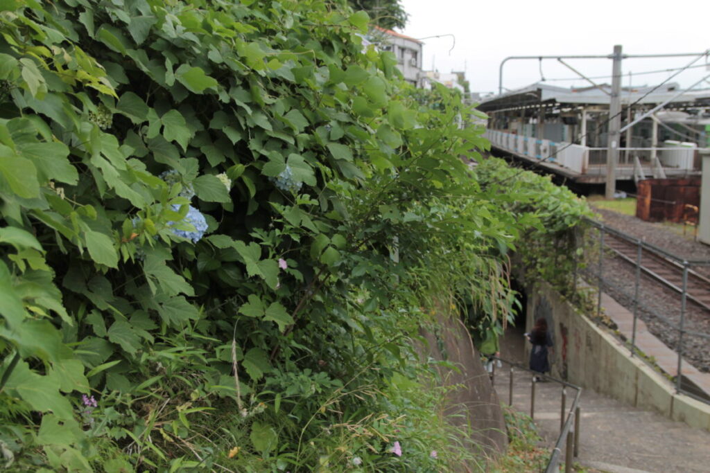 西日暮里駅前の地蔵坂の上にある諏方神社の紫陽花