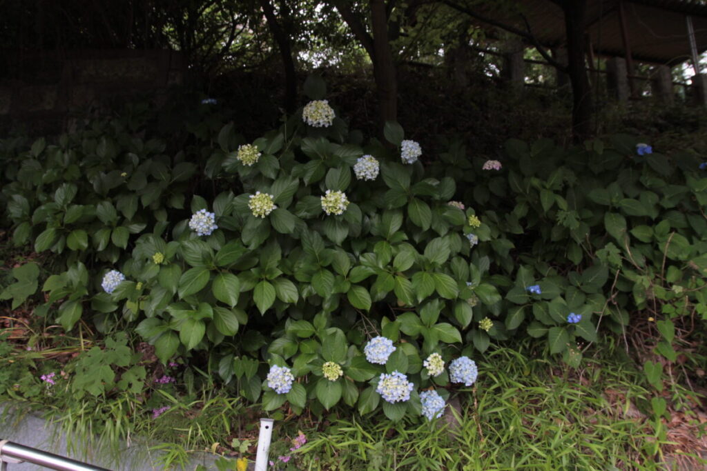 西日暮里駅前の地蔵坂の上にある諏方神社の紫陽花