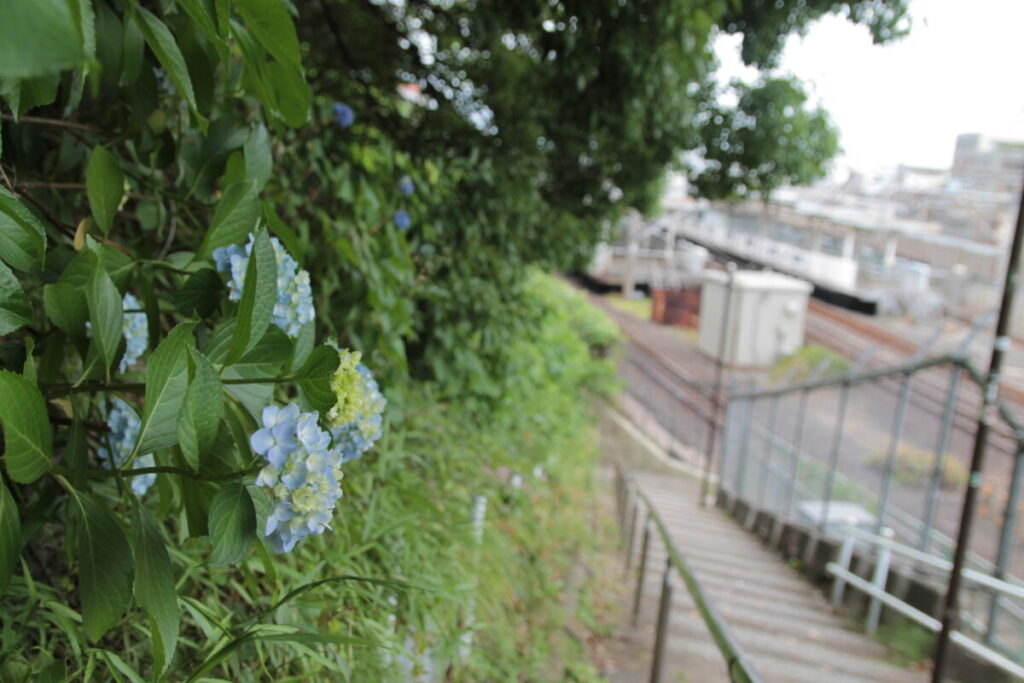西日暮里駅前の地蔵坂の上にある諏方神社の紫陽花