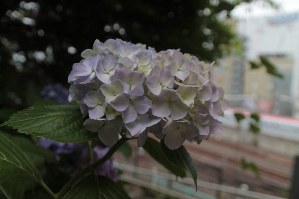西日暮里駅前の地蔵坂の上にある諏方神社の紫陽花