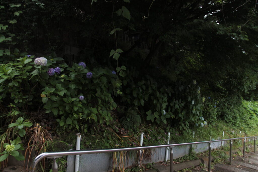 西日暮里駅前の地蔵坂の上にある諏方神社の紫陽花