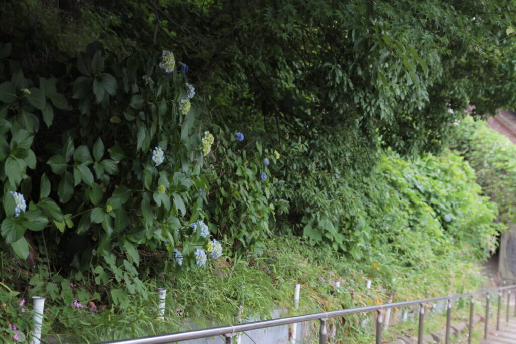 西日暮里駅前の地蔵坂の上にある諏方神社の紫陽花