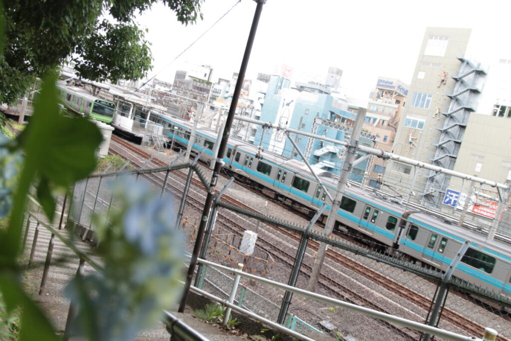 西日暮里駅前の地蔵坂の上にある諏方神社の紫陽花