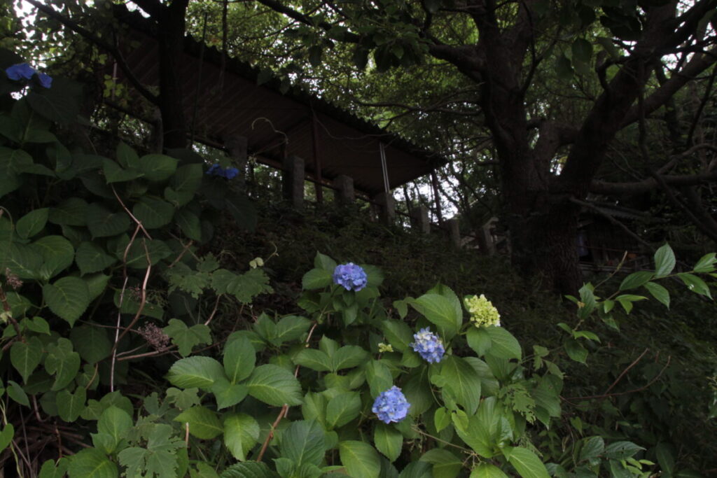 西日暮里駅前の地蔵坂の上にある諏方神社の紫陽花